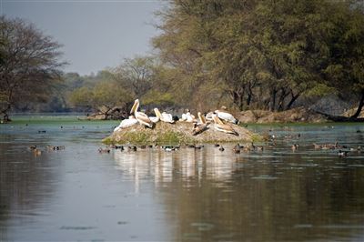 Pelikan Bharatpur Bird Sanctuary